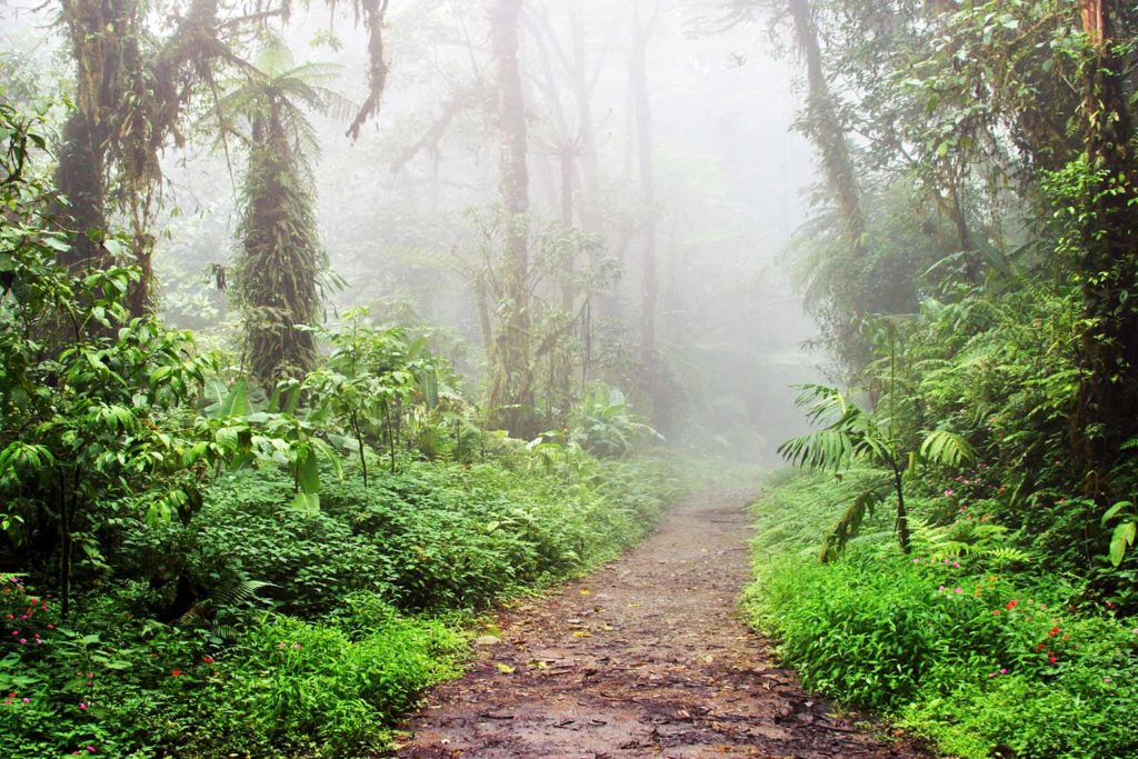 Monteverde Cloud Forests