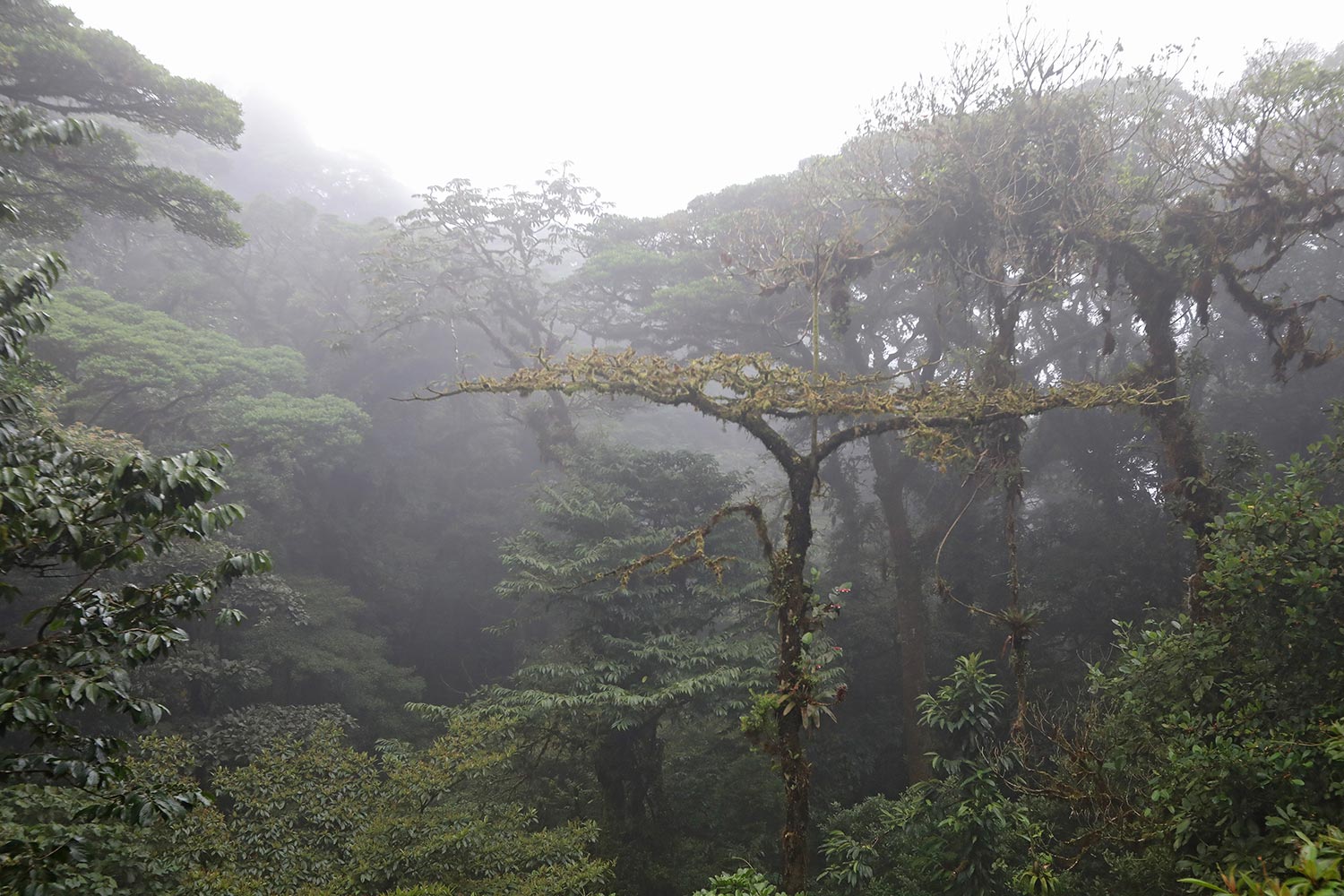 Why Monteverde, Costa Rica